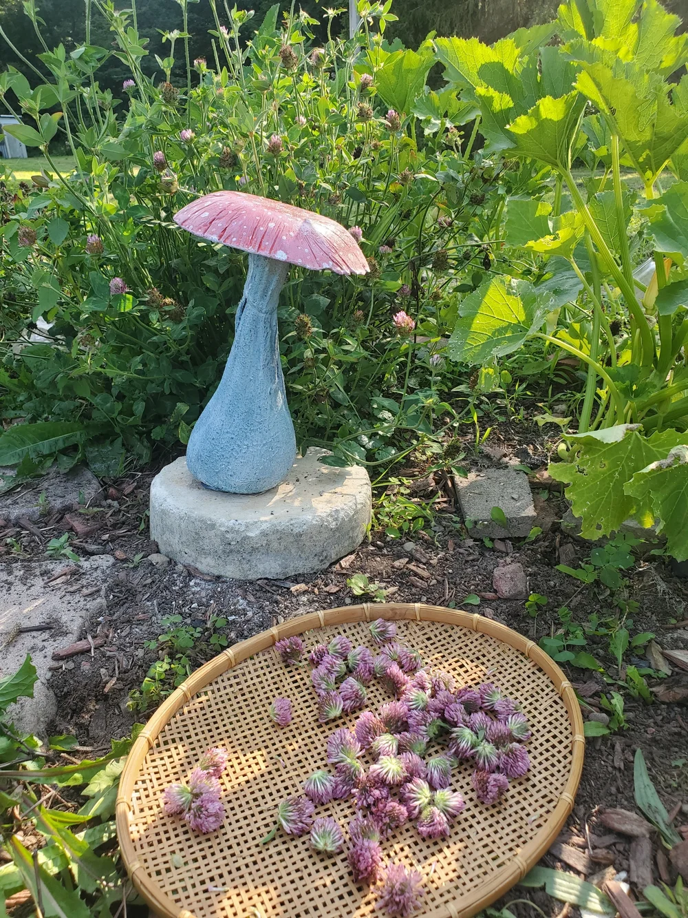 Red Clover Dried Herb